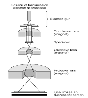 2416_Transmission and scanning electron microscopy.png